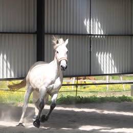 Hongre cruzado lusitanien 11 ans