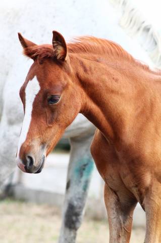 Pouliche alezane pp pfs - fille de champagne d’arcus