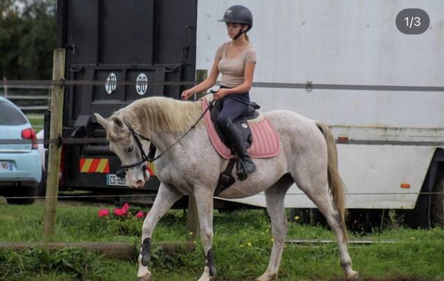Poney de sport à vendre 