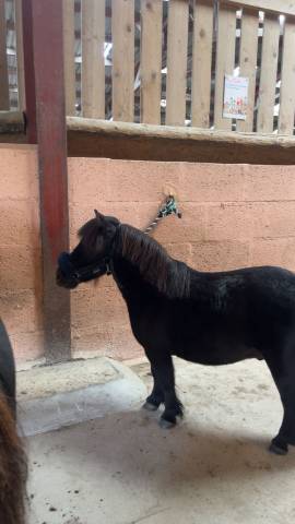Poney a vendre