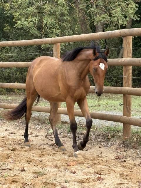 Top cheval cce / cso