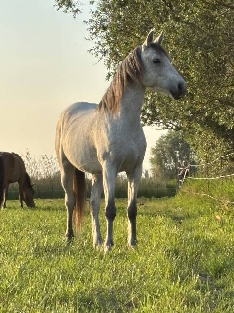 Hongre arabe/camargue