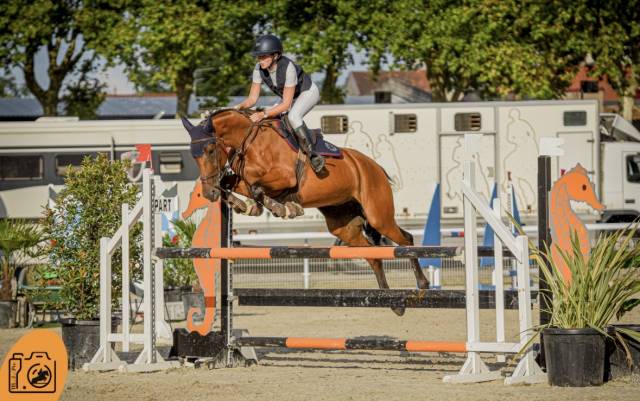 Jument de cso de 8 ans 