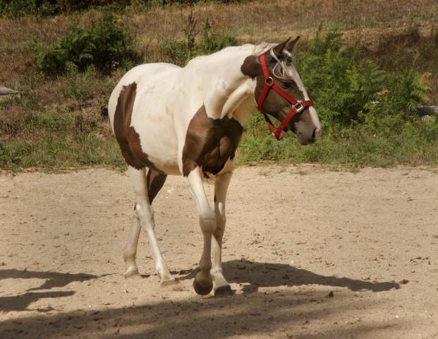 Pouliche welsh-part-bred