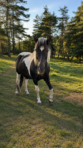 Ponette amazone, 17 ans – environ 1m25