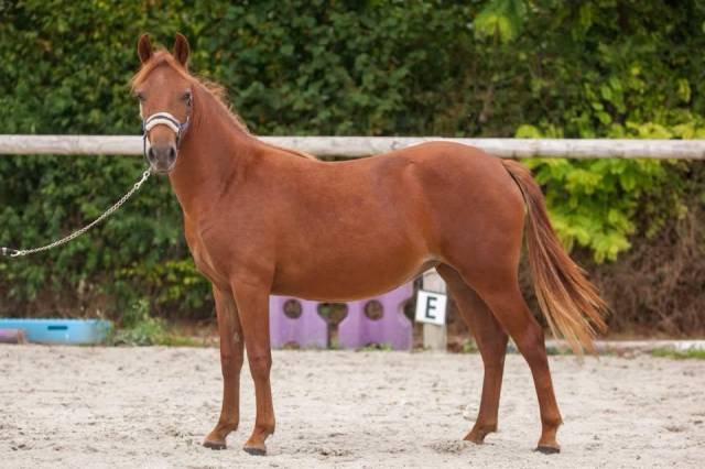Belle ponette new forest de croisement taille c