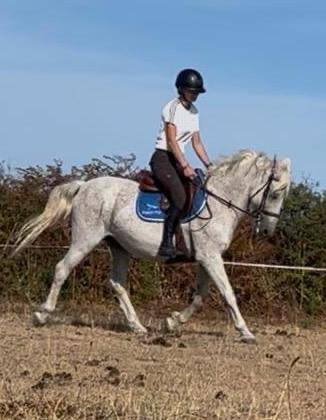 Vends poney hongre gris onc