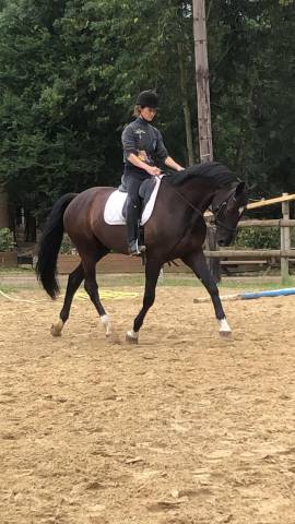Hongre kwpn dressage haut niveau 12 ans
