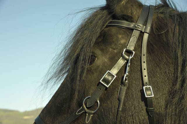 Cours particuliers d'equitation en visio en direct