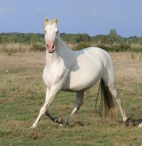 Jument pure race espagnol apta cremello 8 ans