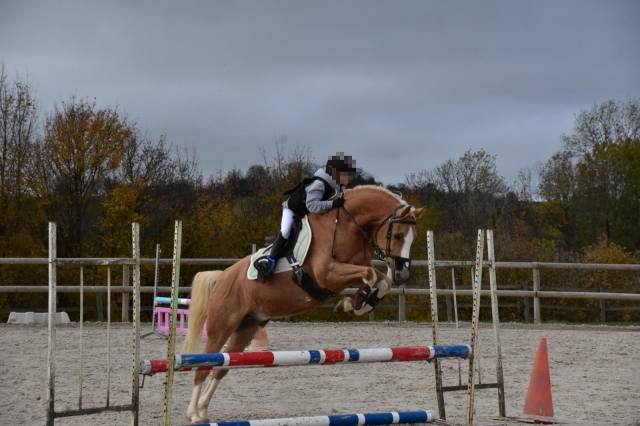 Nice boy – hongre palomino – 1,54 m – 2017