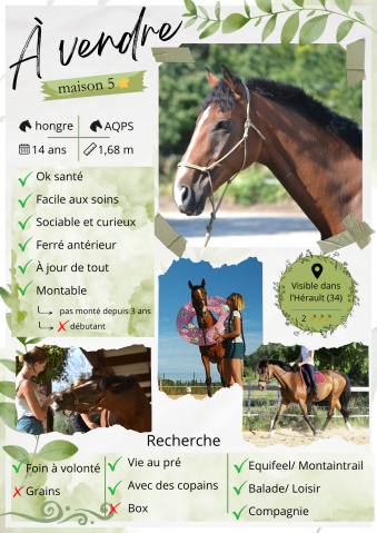 Cheval à vendre
