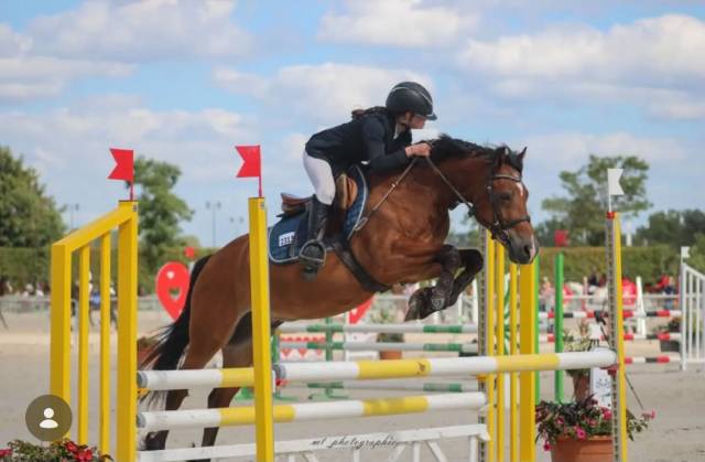 Poney welsh cob de 13 ans