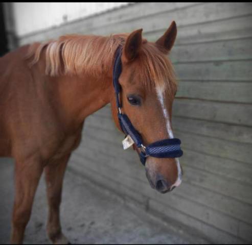 Poney d, 20 ans, 1m49