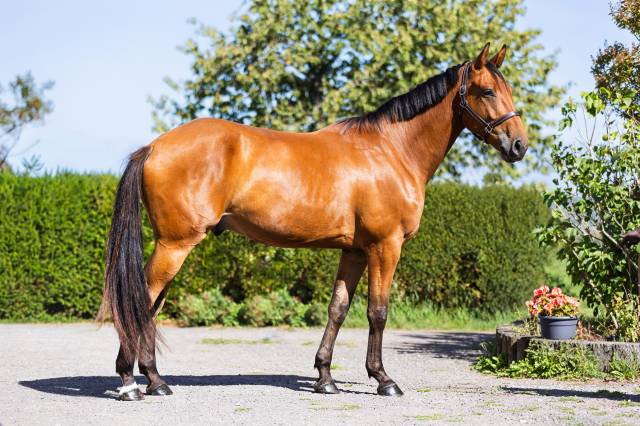 Sf 3 ans par andiamo semilly 