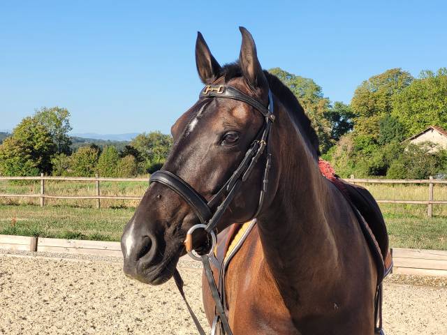 Cheval loisir et dressage
