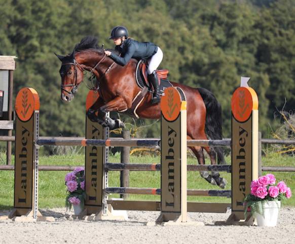 Hongre 9 ans classé 125cm