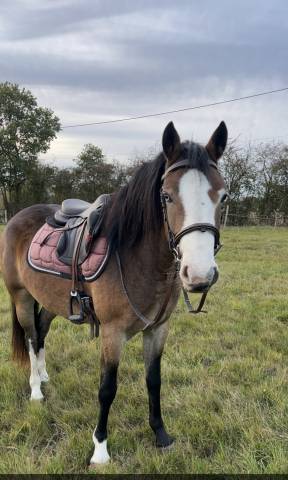 à confier ponette 4ans