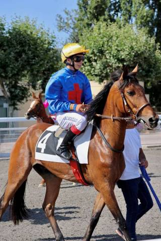 Petit cheval polyvalent