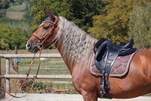 Entier - pre - 9 ans - dressage / polyvalent - france