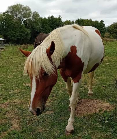 Ponette c 4 ans non debourrée
