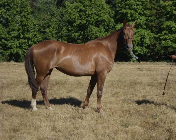 Jument sf - 5 ans - 1m68 mylord carthago