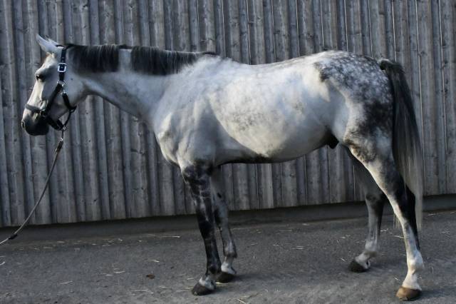 Cheval à vendre hongre 10 ans  1m75