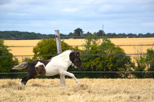 Foal mâle shetland