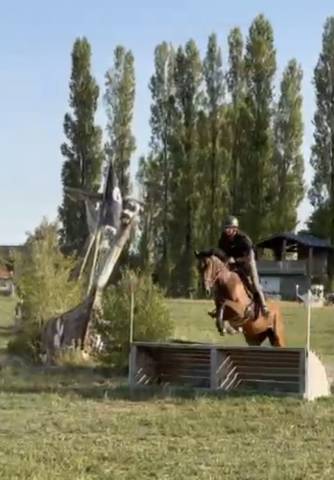 Jument 3ans aqps 1m61 cce cso