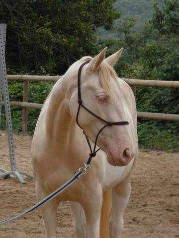 Ponette oc de 4 ans