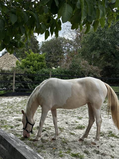 Ponette oc de 4 ans