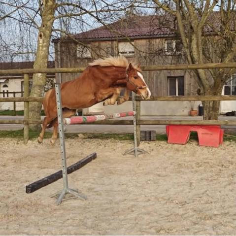 Poney onc de 7ans