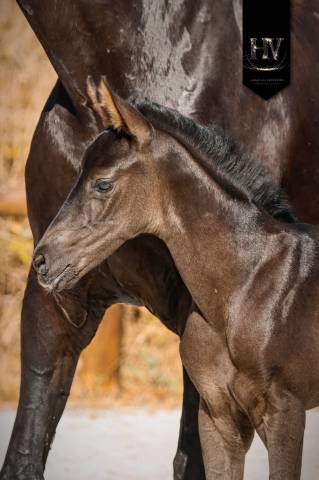 Pouliche kwpn dressage