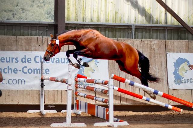 étalon poney d gros moyen