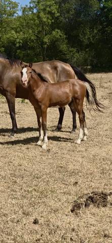 Foal par goldwyn d’embets