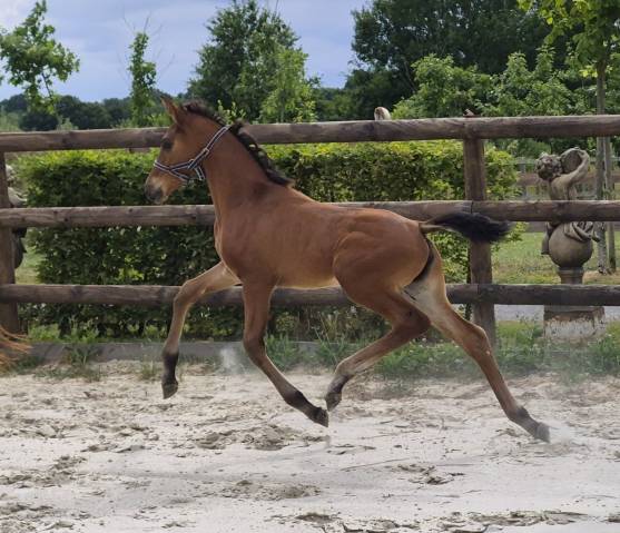 Superbe pouliche de dressage par fürst toto