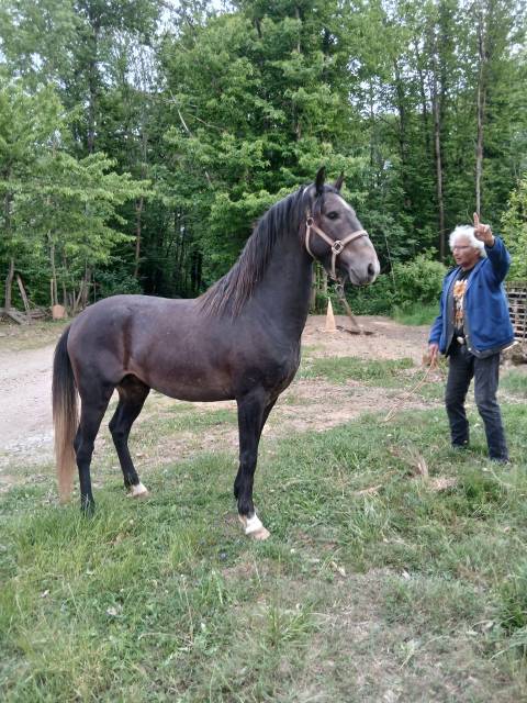 Vends naji de pisterotes, poulain barbe plein papiers