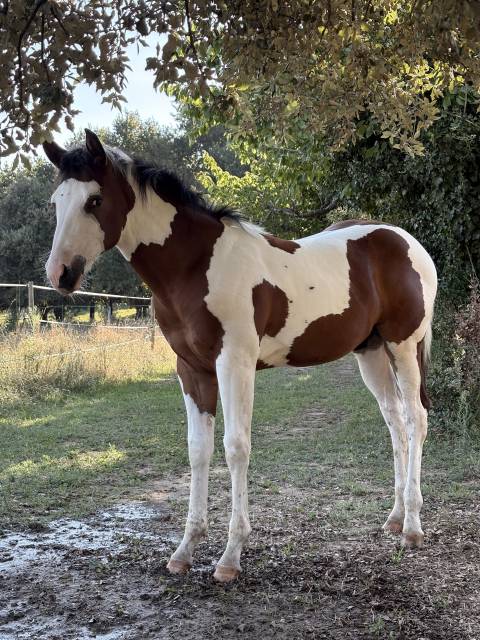 Paint horse     apha et sire