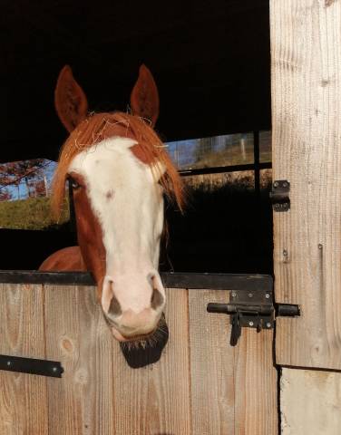 Hongre pp quarter horse 