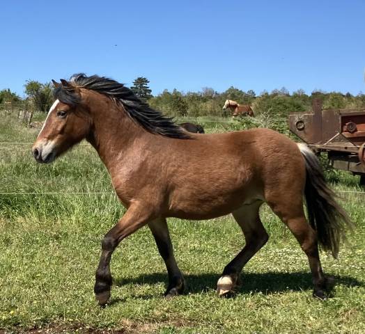 Naltaï poney hongre
