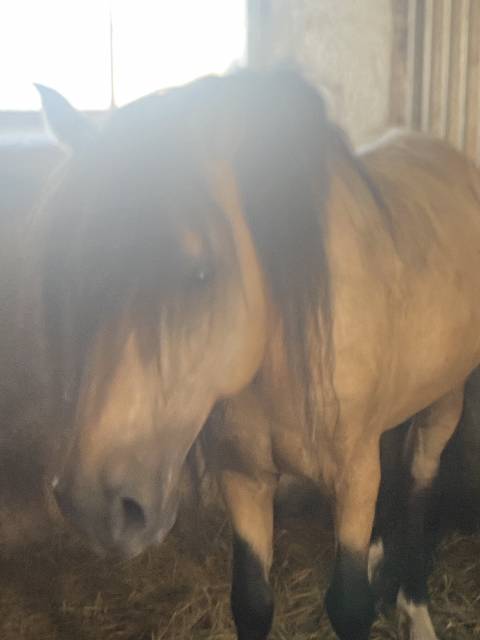 Direct elevage, poney abcd 3,4 et 5ans ans
