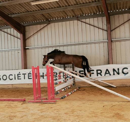 Jument sf de 3 ans