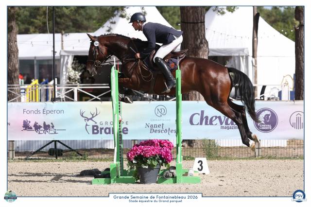 Superbe jument sf 4 ans cso/cce/hunter avec top origine