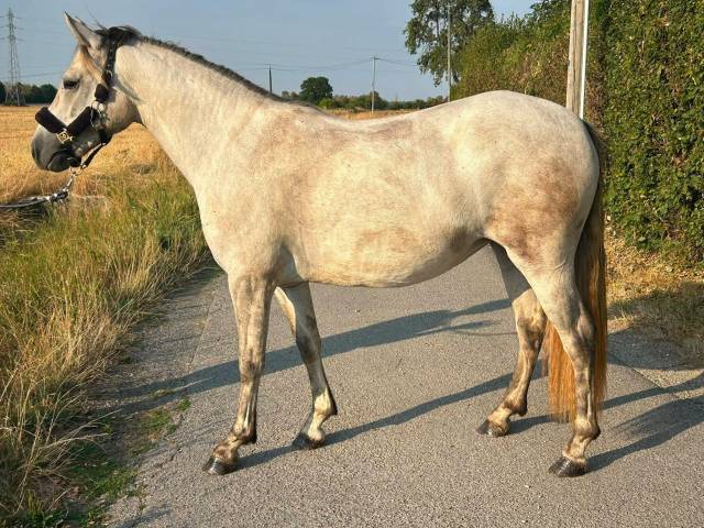 Poneys à vendre ou confier