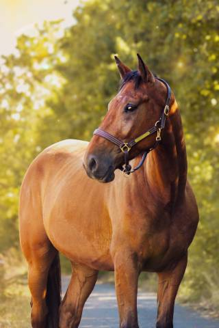 Cheval de loisir polyvalent à vendre 