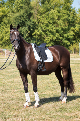 Jument - kwpn - 11 ans  - dressage - france