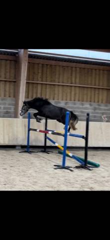 Poney d 3 ans