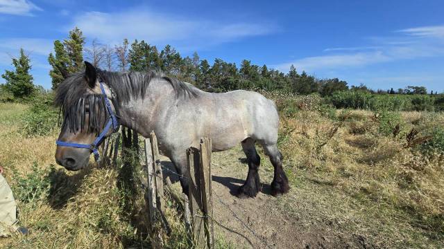 Cheval de trait auxois