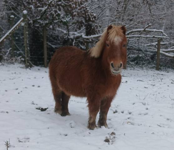 Adorable poney recherche famille attentionnée