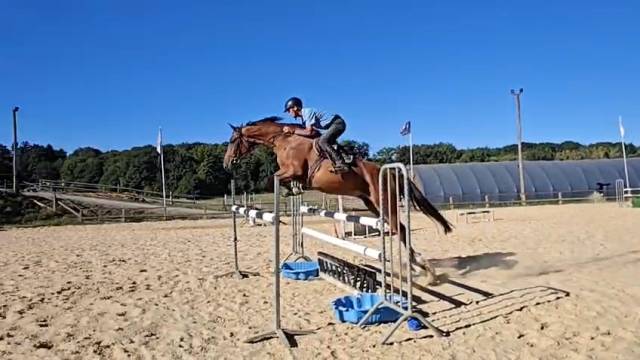 Magnifique hongre 4 ans à fort potentiel